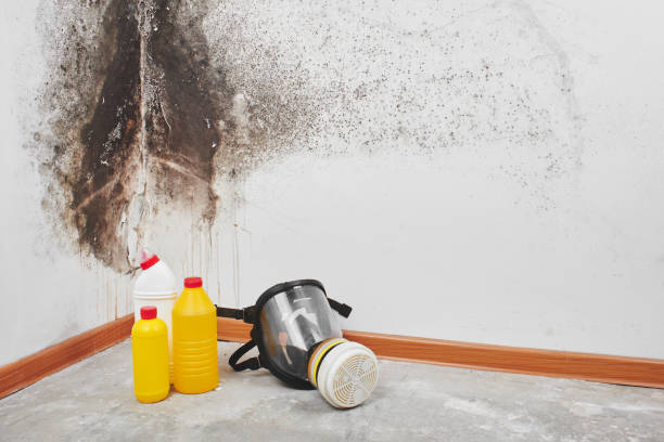 Best Mold Remediation for Specific Building Types in Fontana, CA