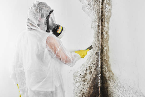 Best White Mold Remediation in Fontana, CA