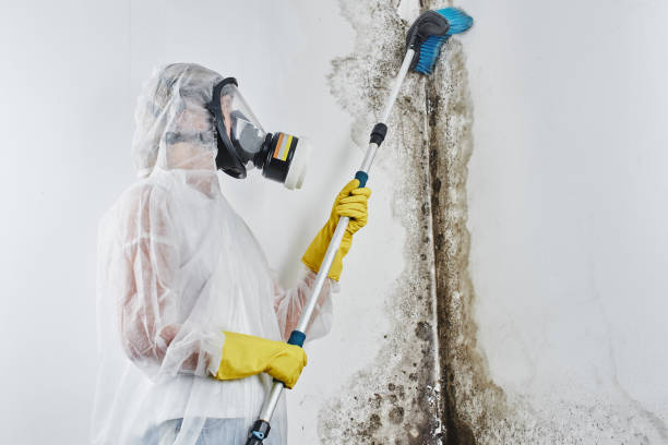 Best Black Mold Remediation in Fontana, CA