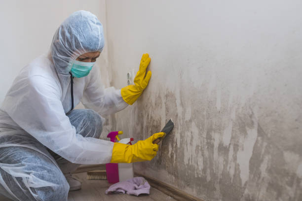 Best White Mold Remediation in Fontana, CA