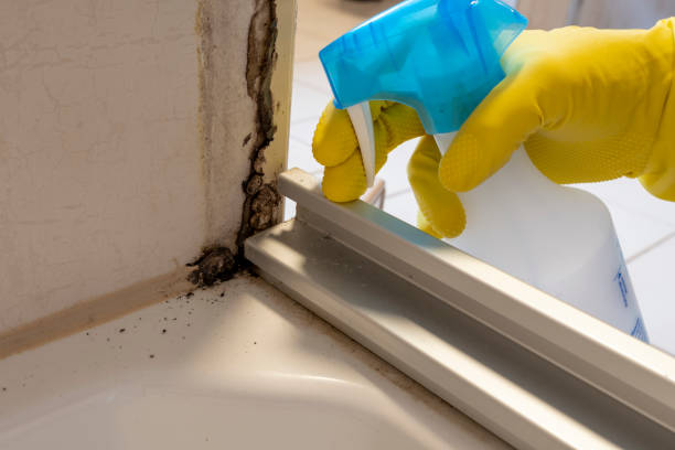 Best Commercial Mold Remediation in Fontana, CA