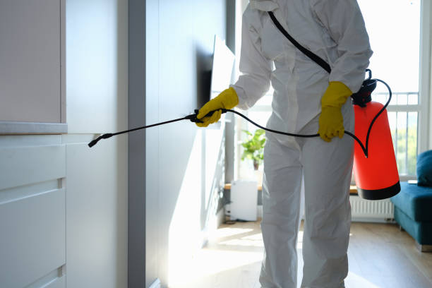 Best Localized Mold Remediation (e.g., coastal areas, humid climates) in Fontana, CA