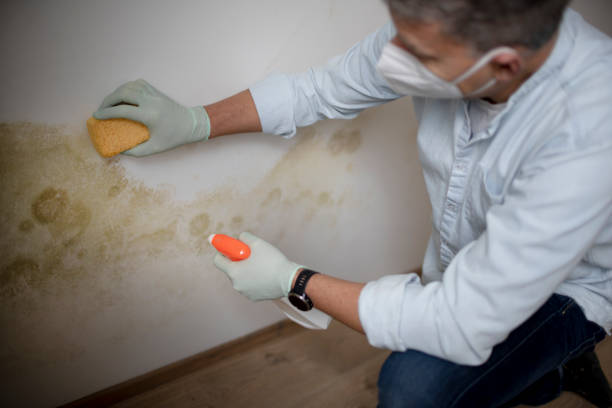 Best Post-Flood Mold Remediation in Fontana, CA