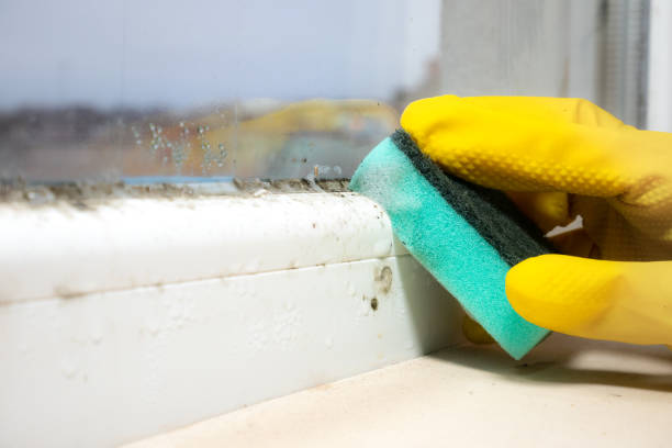 Best Emergency Mold Remediation in Fontana, CA