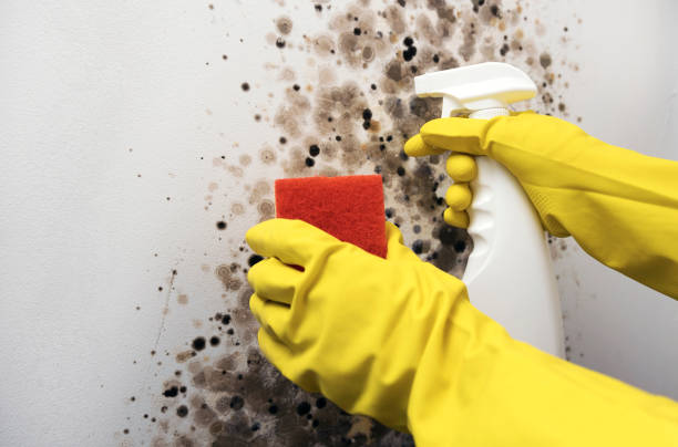 Best Basement Mold Remediation in Fontana, CA