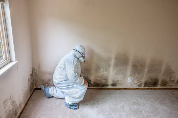 Best Residential Mold Remediation in Fontana, CA