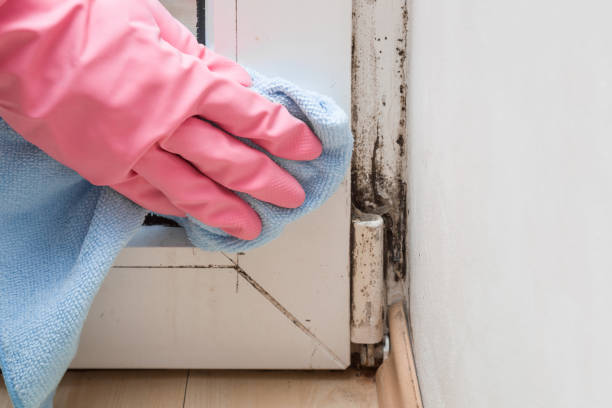 Best Health and Safety Mold Remediation in Fontana, CA